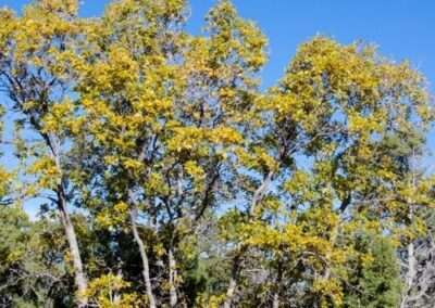 Gambel Oak