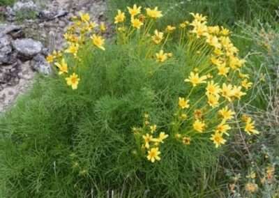 Giant Coreopsis