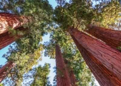 Giant Sequoia
