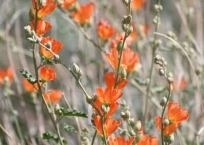 Globemallow