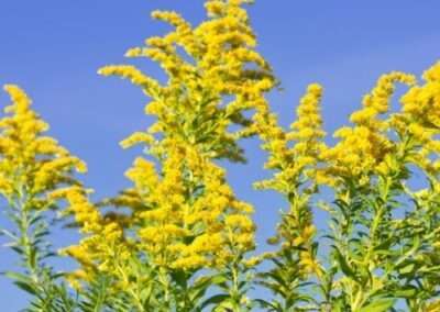Goldenrod