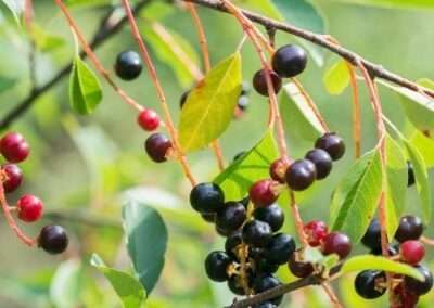 Hackberry