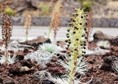 Silversword