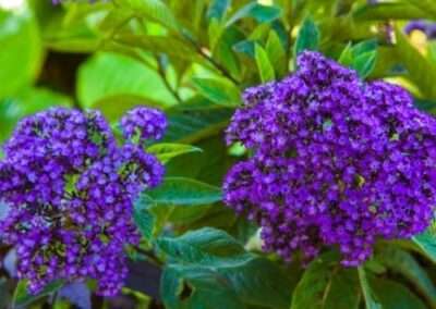 Heliotrope