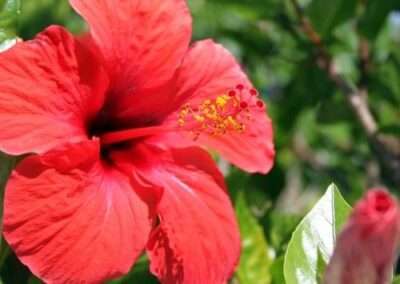 Hibiscus