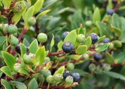 Huckleberry