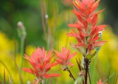 Indian Paintbrush