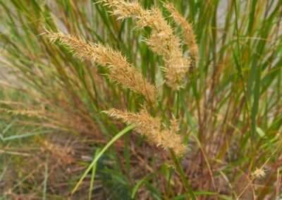 Indian Ricegrass
