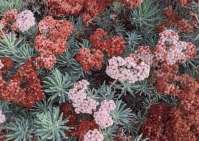 Island Buckwheat