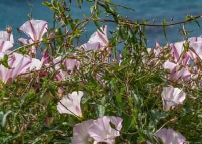 Island Morning Glory