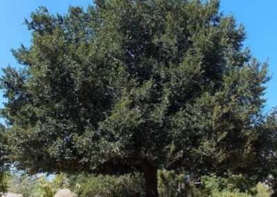Island Oak