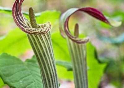Jack-in-the-Pulpit