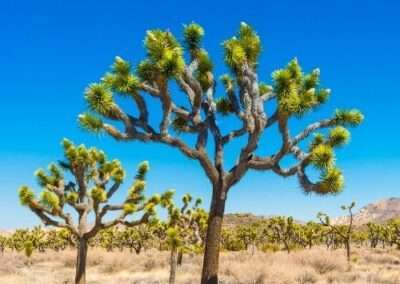 Joshua Tree