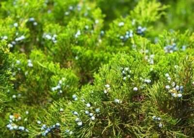 Juniper
