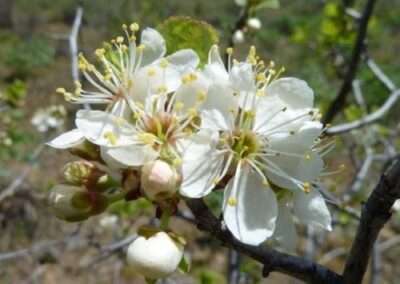 Klamath Plum