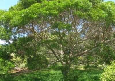 Koa Tree
