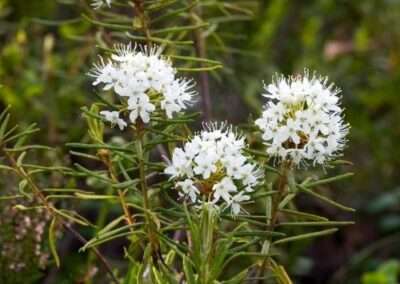 Labrador Tea