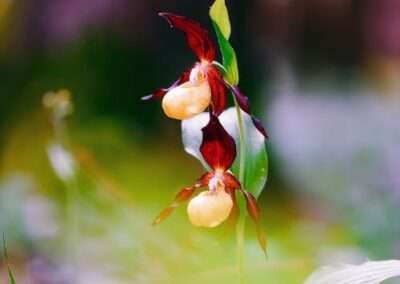 Lady’s Slipper Orchid