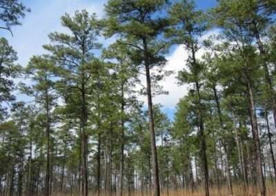 Loblolly Pine