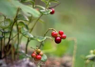 Low Bush Cranberry