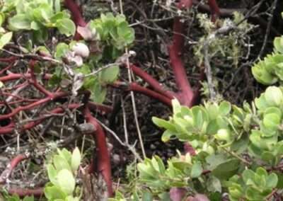 Manzanita