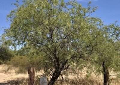 Mesquite