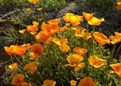 Mexican Gold Poppy