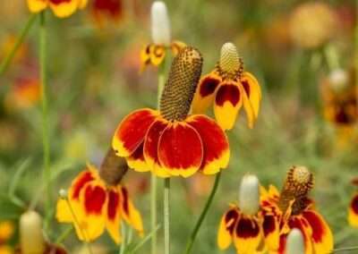 Mexican Hat