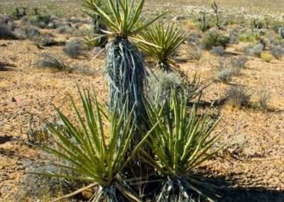 Mojave Yucca