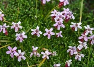 Moss Campion