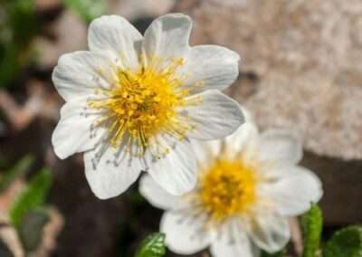 Mountain Avens