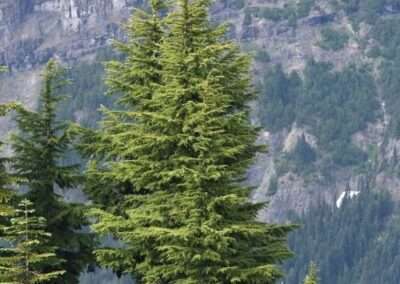 Mountain Hemlock