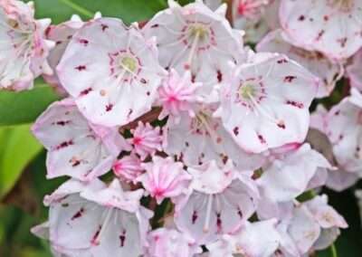 Mountain Laurel