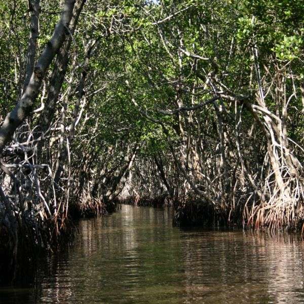 NPP_Everglades1