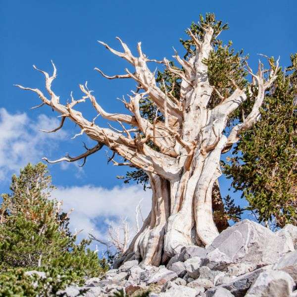 NPP_GreatBasin8