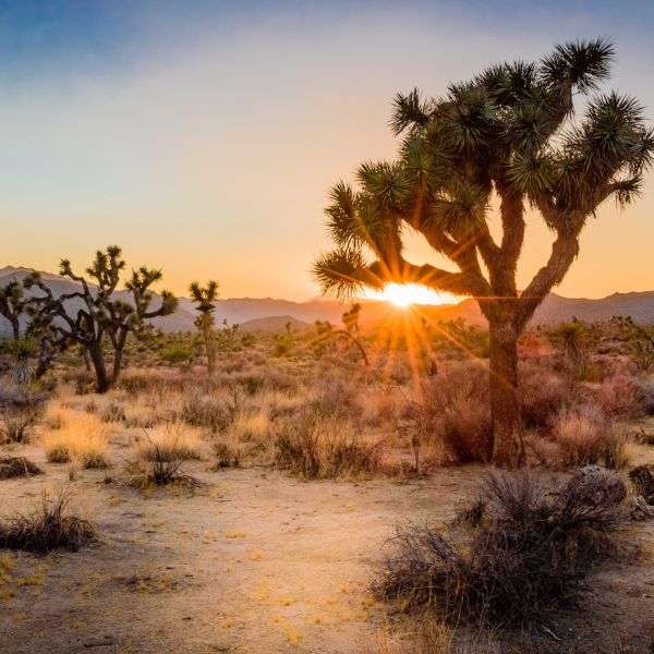 NPP_JoshuaTree1