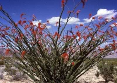 Ocotillo