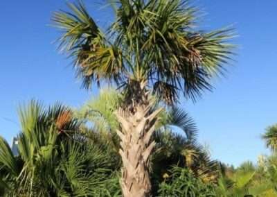 Palmetto