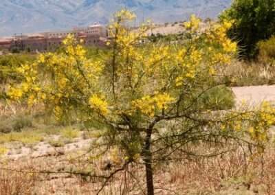 Palo Verde