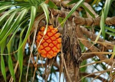 Pandanus