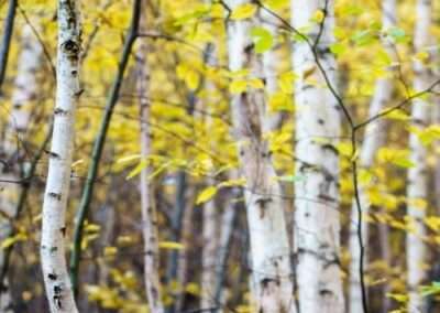 Paper Birch