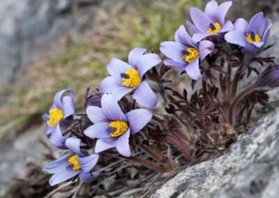 Pasqueflower