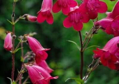 Penstemon