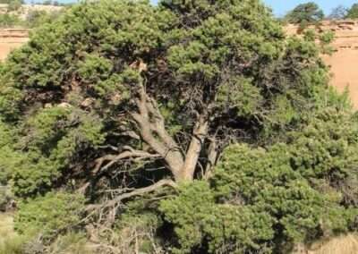 Pinyon Pine