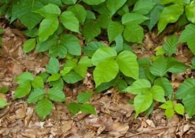 Poison Ivy