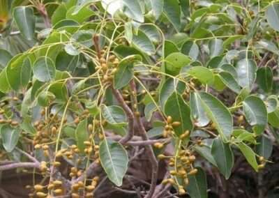 Poisonwood