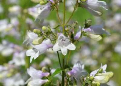 Poncho’s Beardtongue