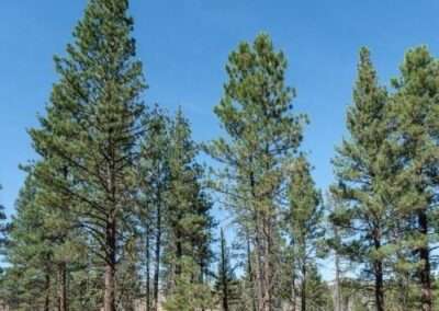 Ponderosa Pine