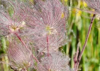 Prairie Smoke