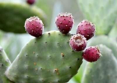 Prickly Pear Cactus